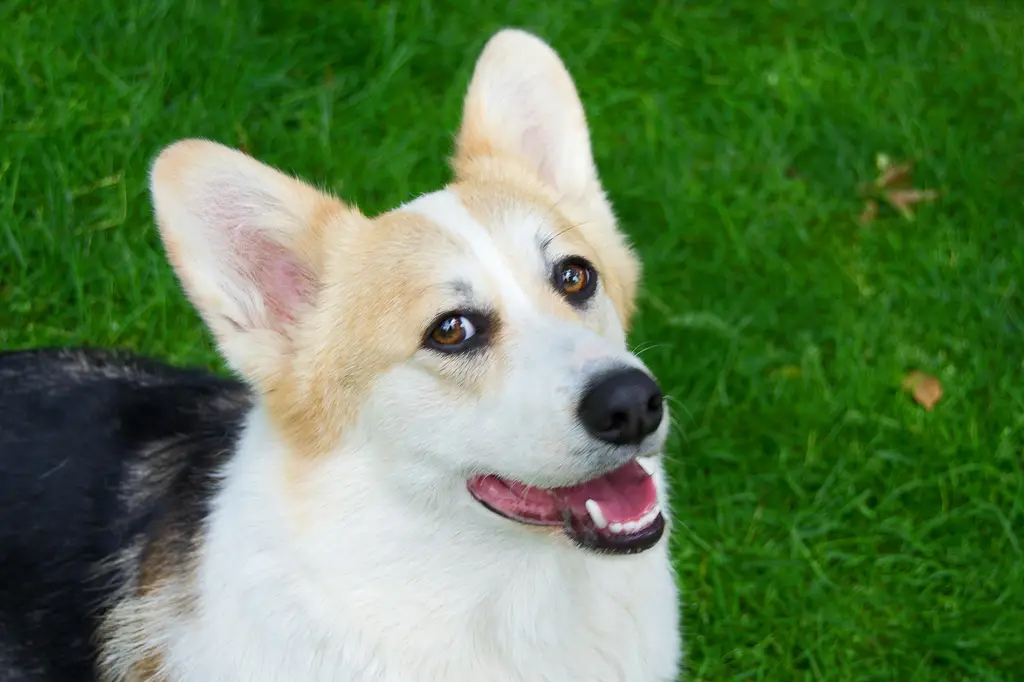 台灣唐狗大百科：毛孩的珍寶，愛犬的選擇