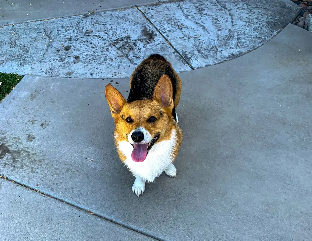 養唐狗注意事項：全方位指南