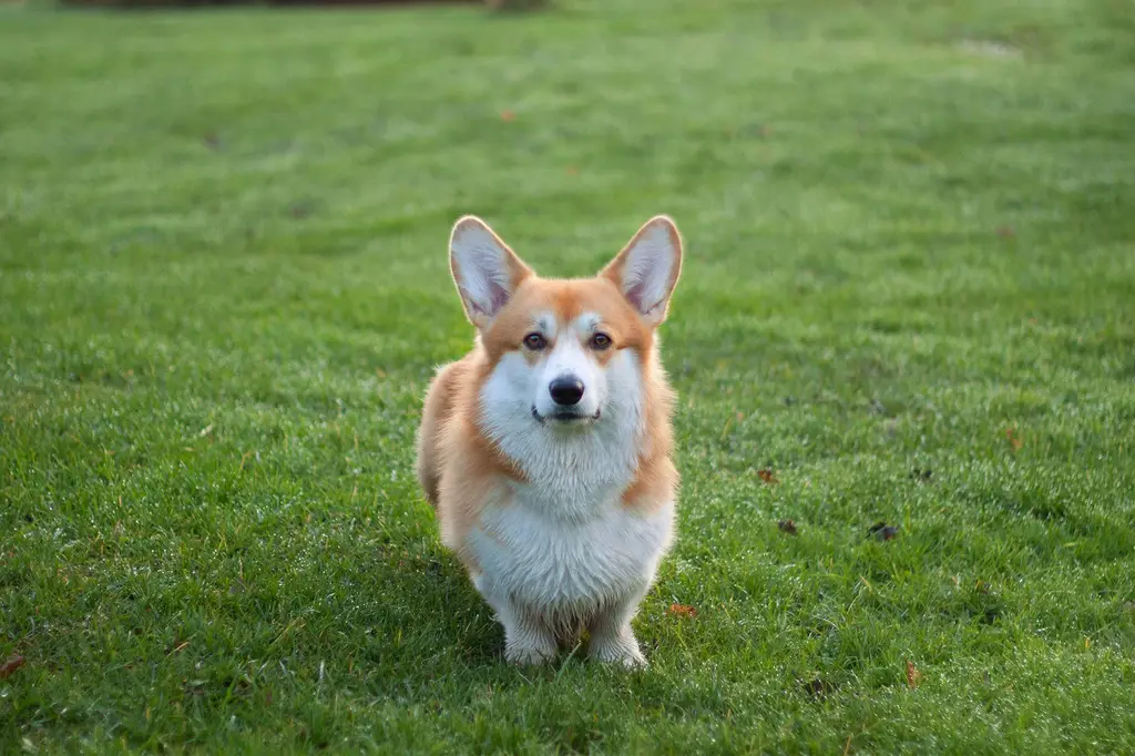 比熊犬送養指南：讓毛小孩找到幸福的家