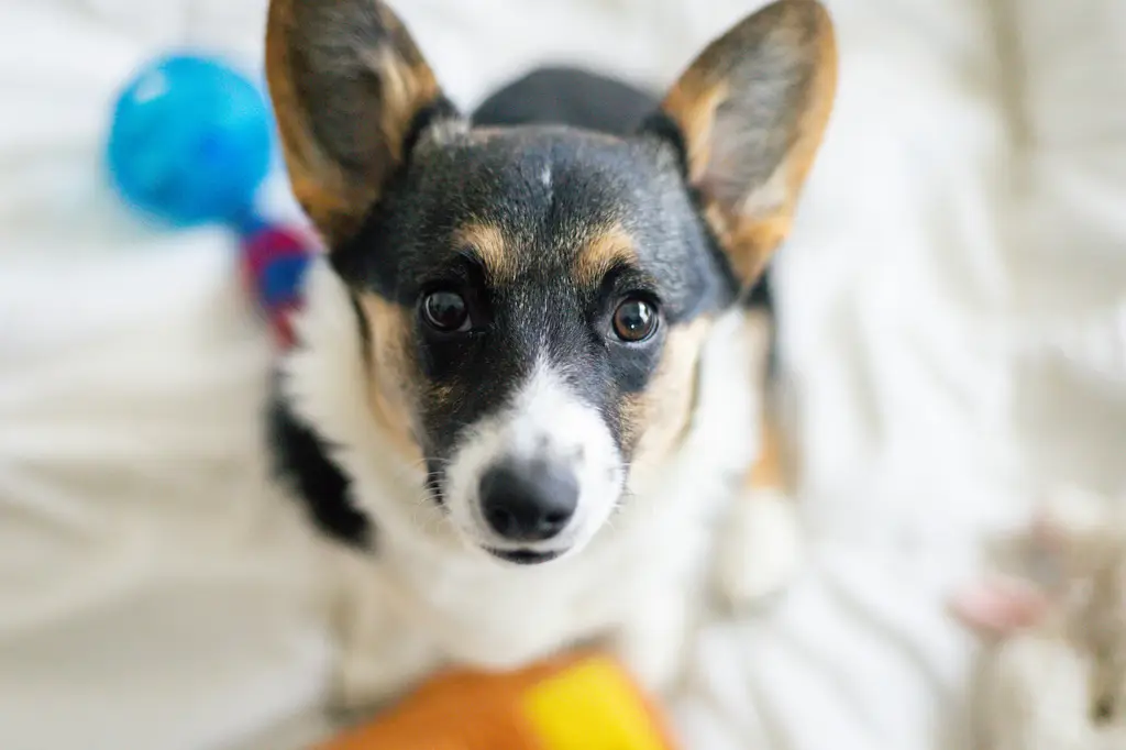 貓狗共養：一份愛與挑戰的指南