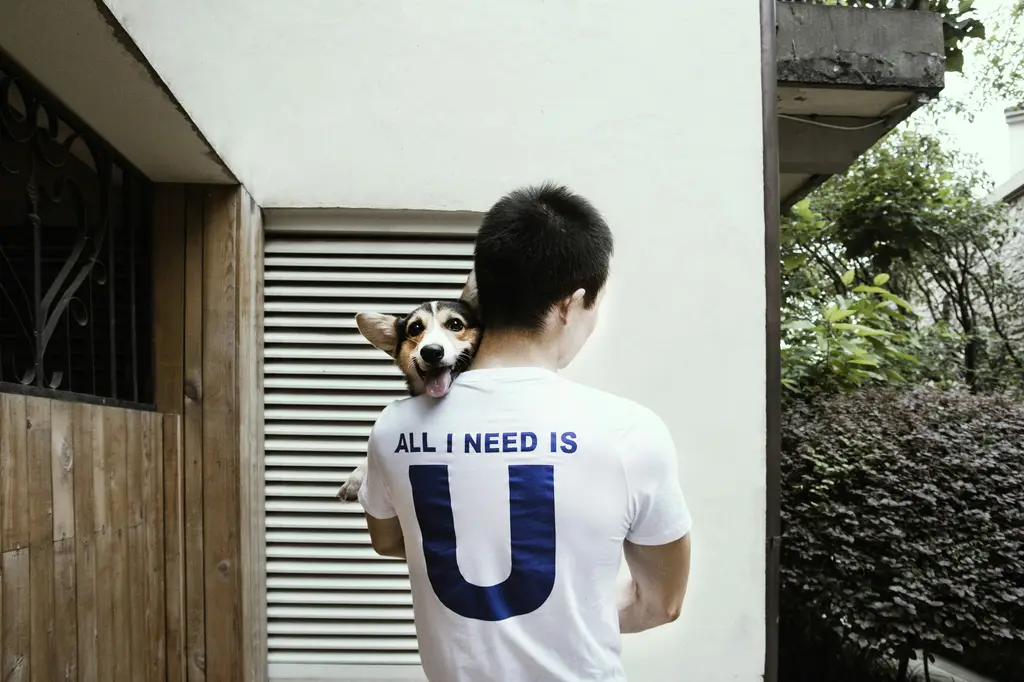 毛孩尋家！長毛臘腸急尋有緣人