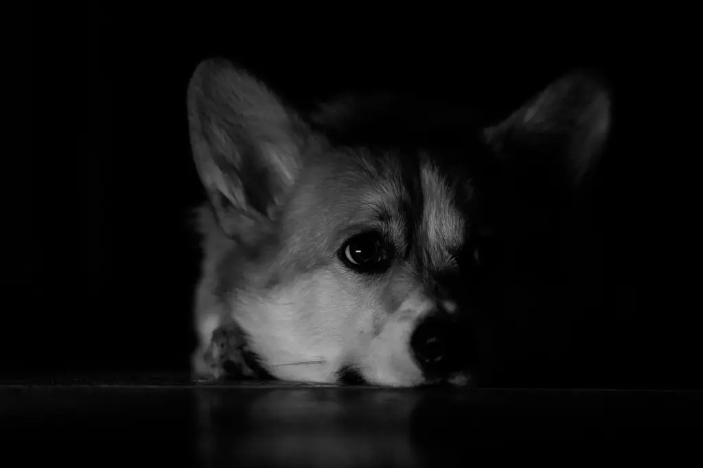 赴韓國體驗養寵人生：台灣人養狗指南